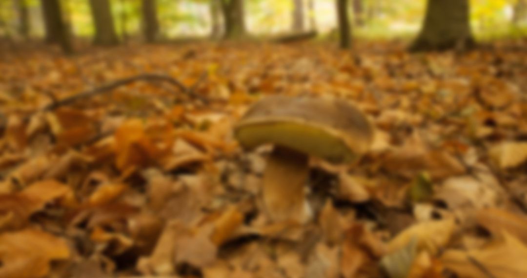Blurred Autumn Forest and Fallen Leaves