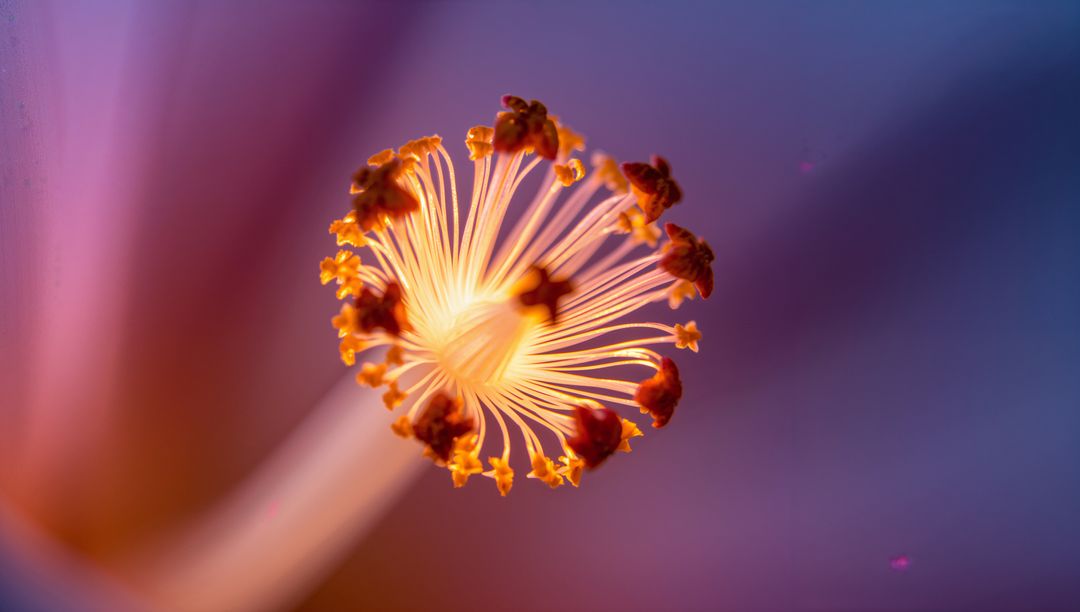 Glowing Flower Stamen Macro, Radiant Pistil and Pollen on Soft Pastel Bokeh Background