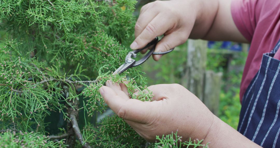 Gardener Pruning Bush with Shears - Free Images, Stock Photos and Pictures on Pikwizard.com