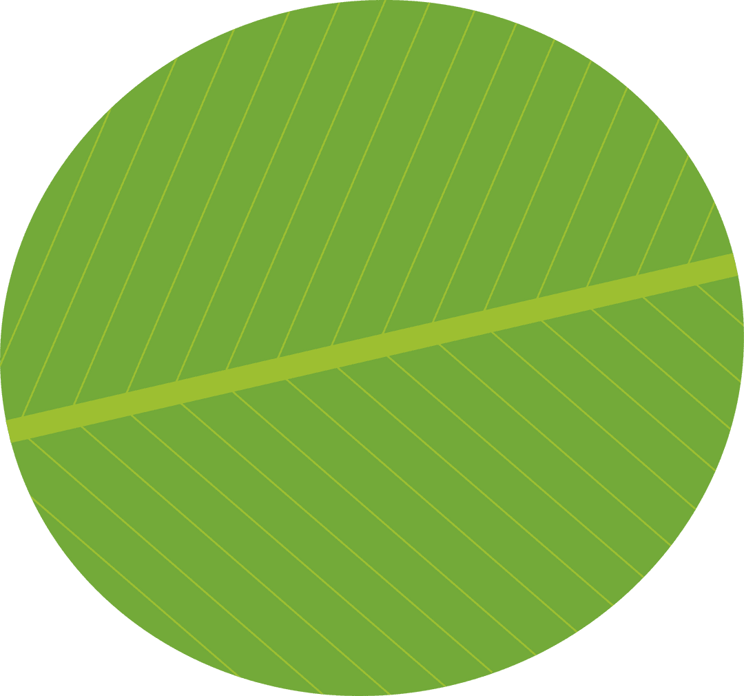 Stylized Green Leaf with Diagonal Midrib on Transparent Background