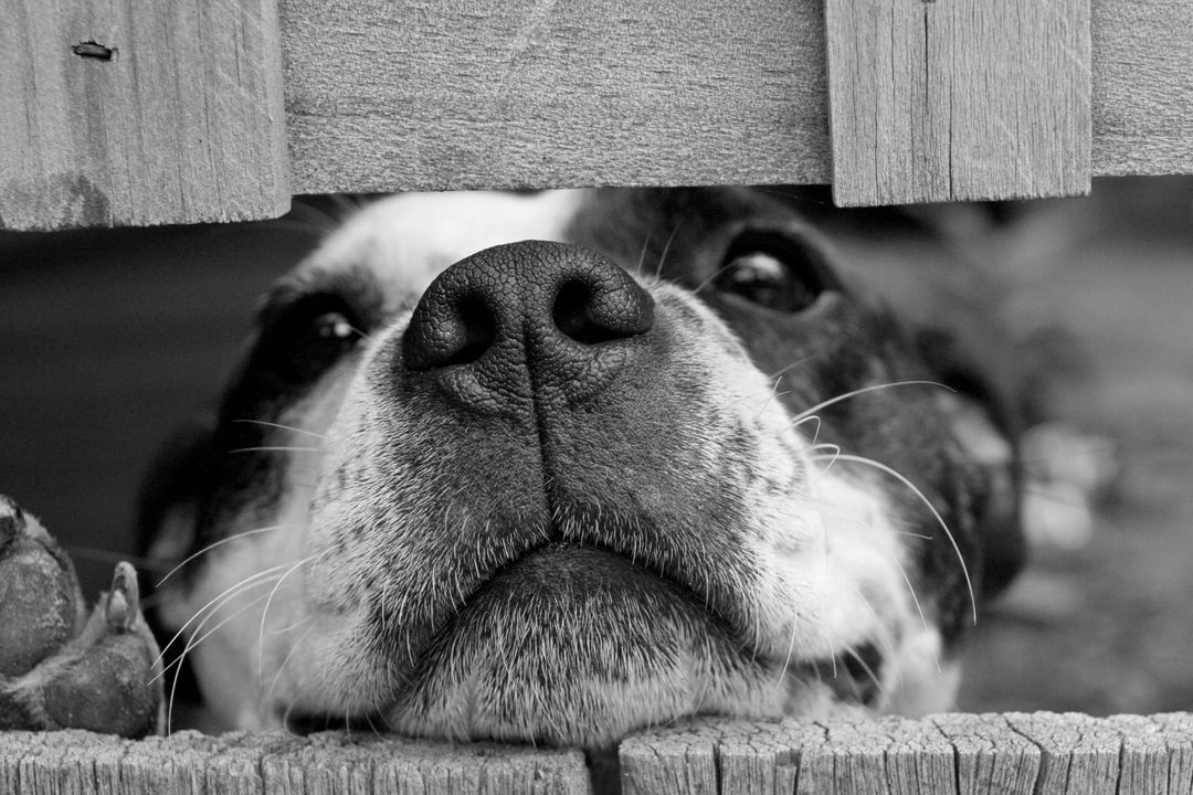 Black and White Curious Dog Nose Through Wooden Fence - Free Images, Stock Photos and Pictures on Pikwizard.com