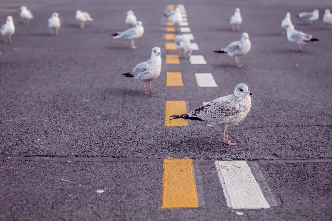 Seagulls Standing on Empty Road with Markings - Free Images, Stock Photos and Pictures on Pikwizard.com