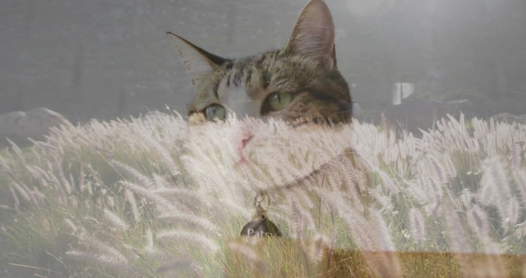 Tranquil Double Exposure of Tabby Cat and Ornamental Grasses