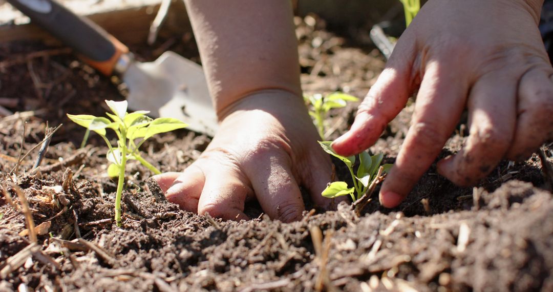 Close up of hands of senior biracial woman planting seeds in sunny garden - Free Images, Stock Photos and Pictures on Pikwizard.com