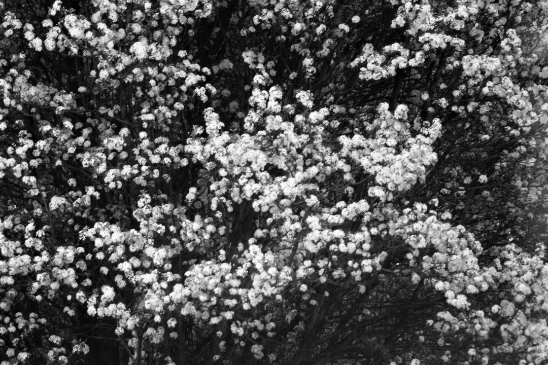 Monochrome Close-Up of Blooming Tree Branches Urban Backdrop - Free Images, Stock Photos and Pictures on Pikwizard.com