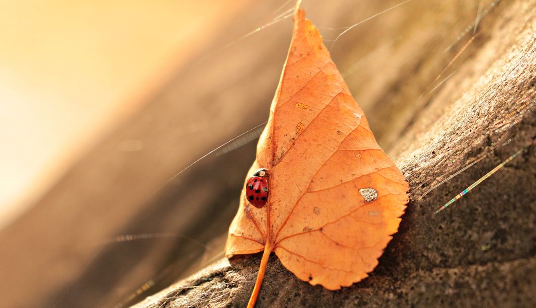Ladybug on Autumn Leaf in Sunlight - Free Images, Stock Photos and Pictures on Pikwizard.com
