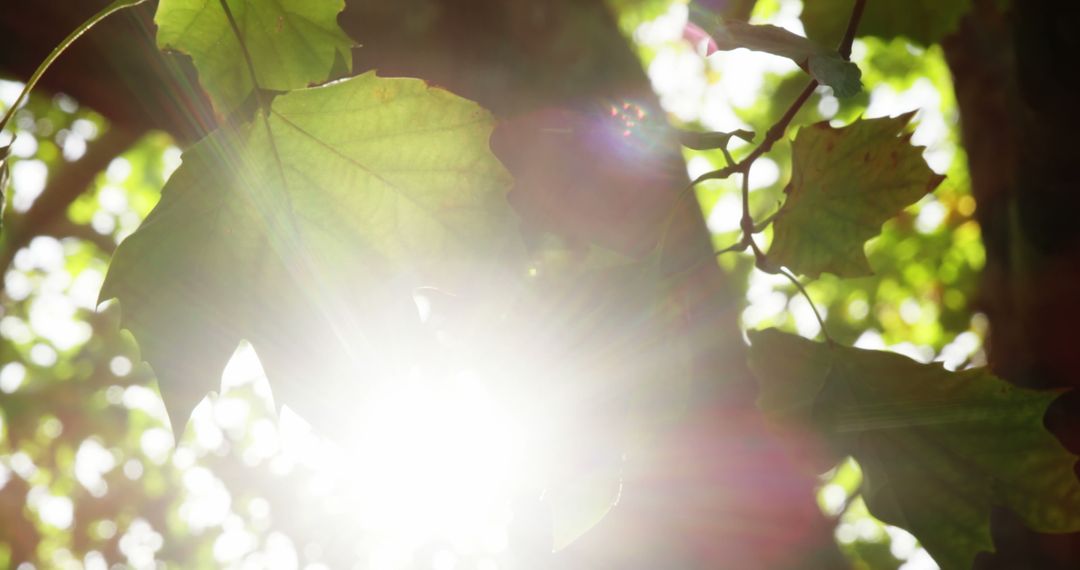 Sunlight Filtering Through Green Leaves Creating Bright Flare - Free Images, Stock Photos and Pictures on Pikwizard.com