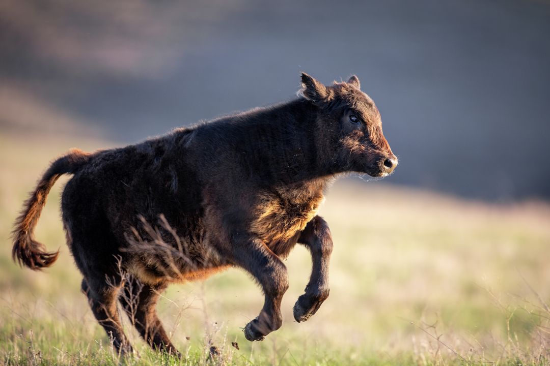 Young Black Calf Running Through Sunlit Meadow at Golden Hour