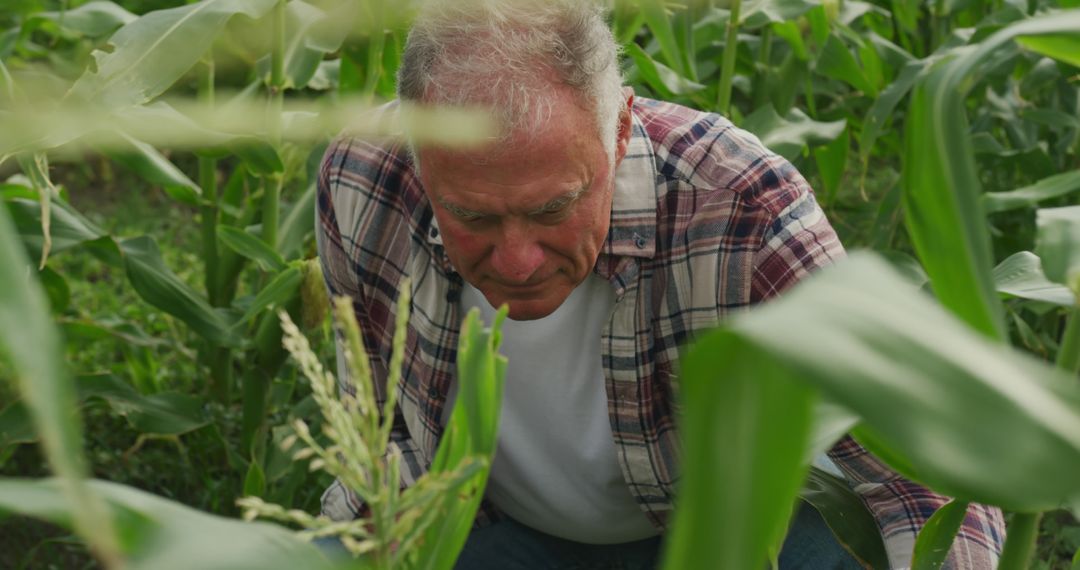 Senior Farmer Inspecting Corn Field with Focus and Dedication - Free Images, Stock Photos and Pictures on Pikwizard.com