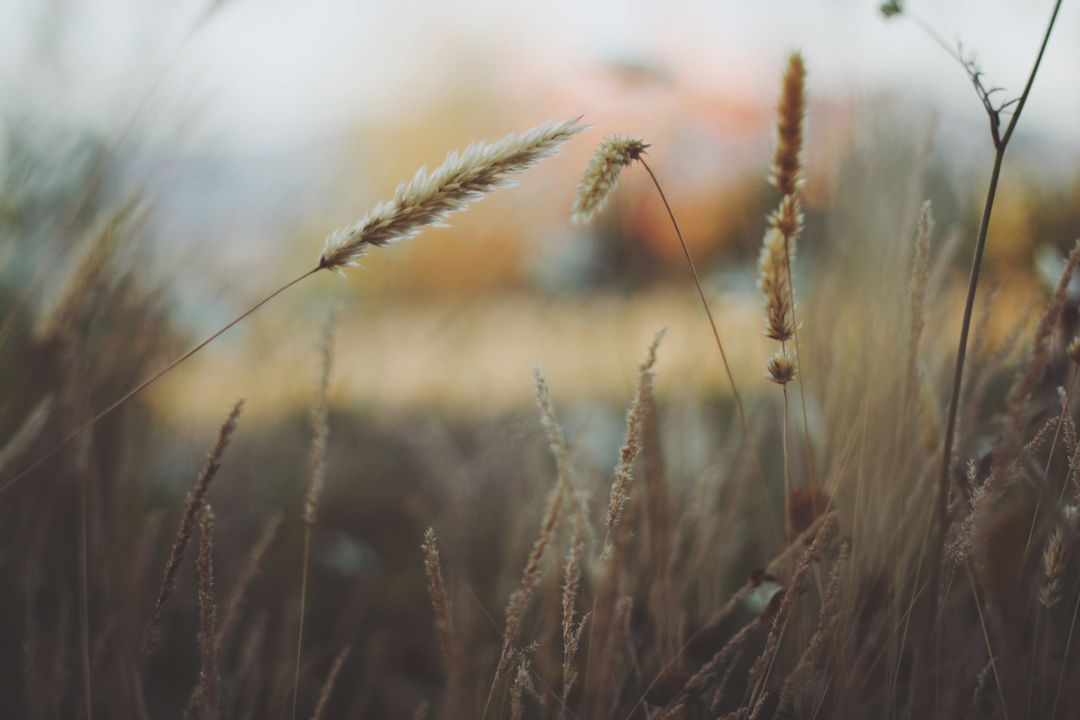 Close-Up of Wheat Stalks in Serene Field - Free Images, Stock Photos and Pictures on Pikwizard.com