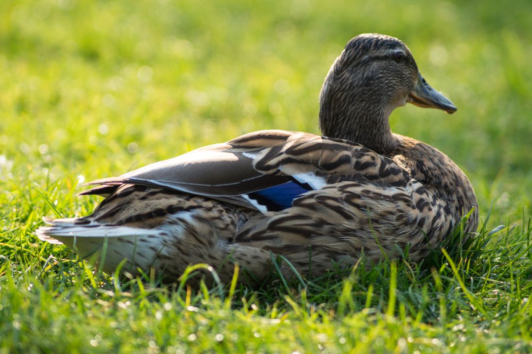 Mallard Duck Resting on Green Grass in Sunlight - Free Images, Stock Photos and Pictures on Pikwizard.com