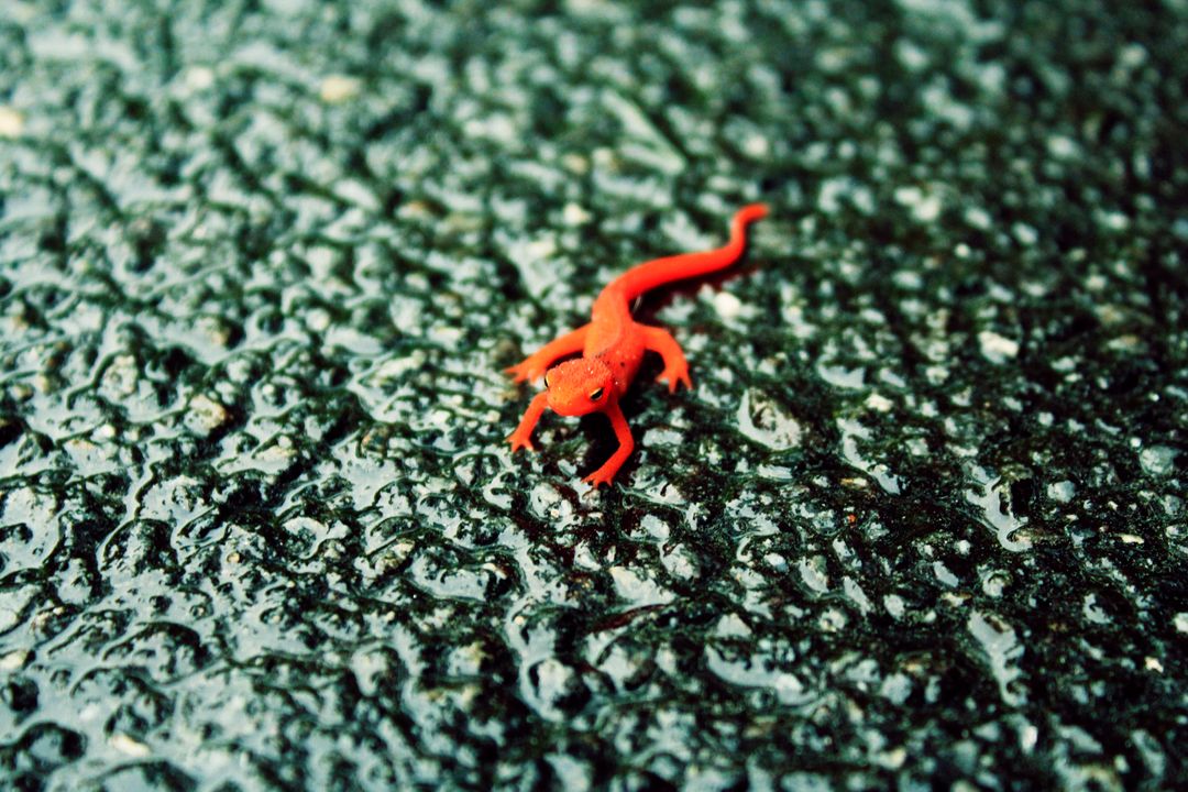 Bright Red Salamander on Wet Surface - Free Images, Stock Photos and Pictures on Pikwizard.com