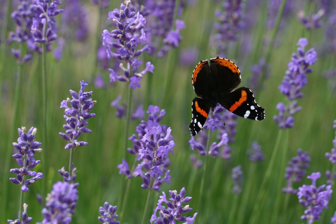 Black and Orange Butterfly Feeding on Lavender Blooms in Sunlit Summer Garden