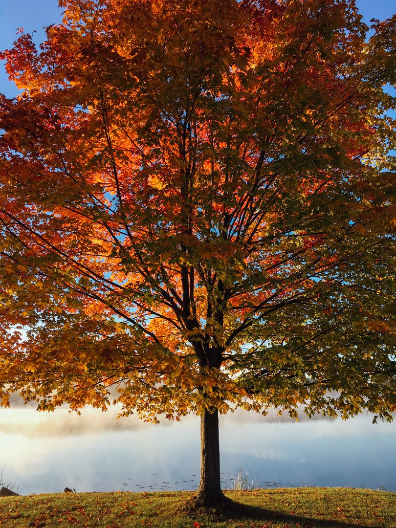 Vibrant Autumn Tree in Morning Light by Lake - Free Images, Stock Photos and Pictures on Pikwizard.com