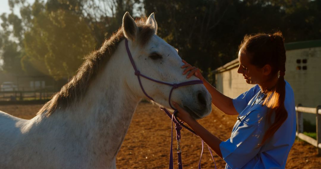 Woman Grooming White Horse at Sunrise on Ranch - Free Images, Stock Photos and Pictures on Pikwizard.com