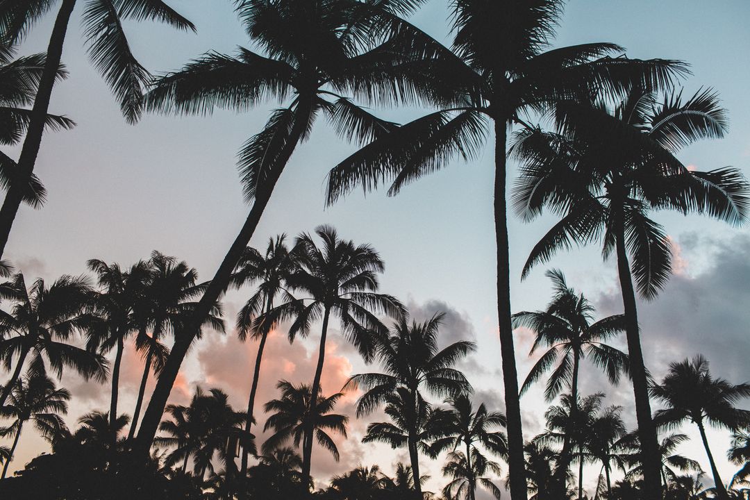 Silhouette of Palm Trees Against Vibrant Twilight Sky