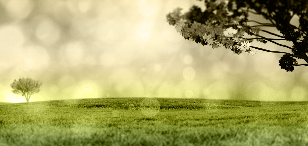 Serene Grass Field with Bokeh Light on Transparent Background