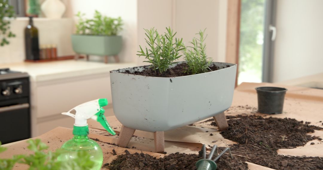 Herb gardening indoors: rosemary in stylish gray planter
