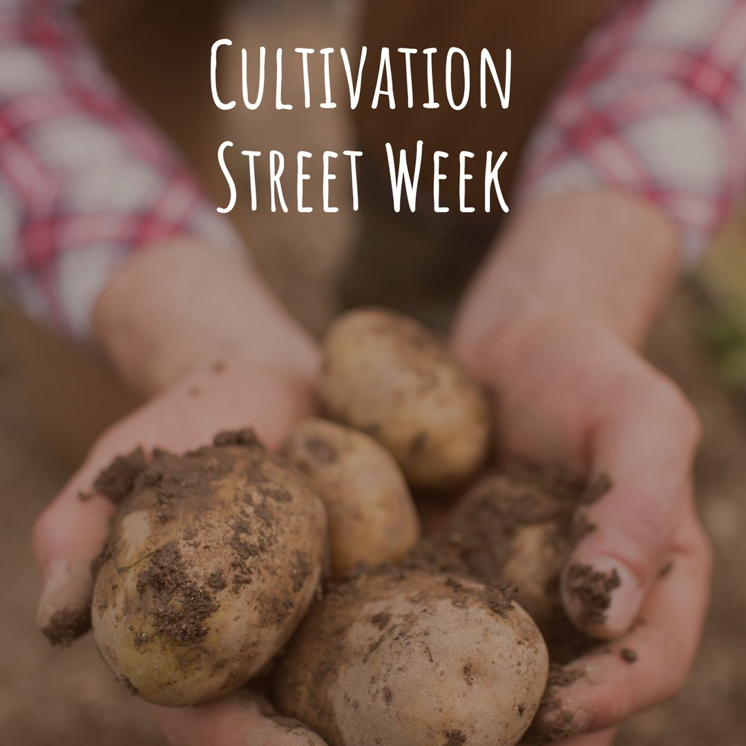 Hands Holding Freshly Harvested Potatoes for Cultivation Street Week - Download Free Stock Templates Pikwizard.com