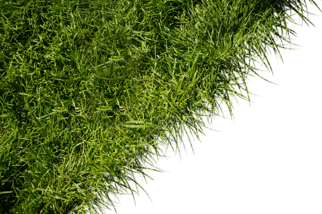 Vibrant Green Grass Blades Isolated on Transparent Background