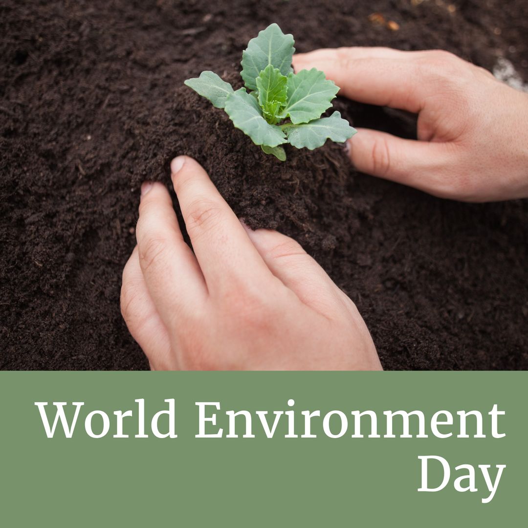 Hands Planting Seedling for World Environment Day