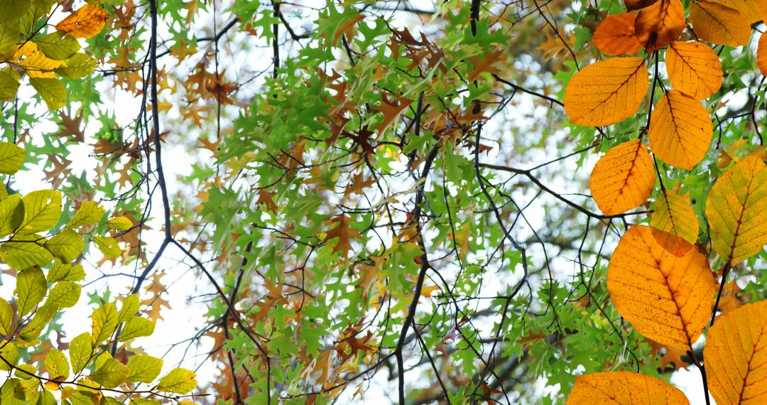 Autumn Foliage with Vibrant Leaves Against Tree Canopy