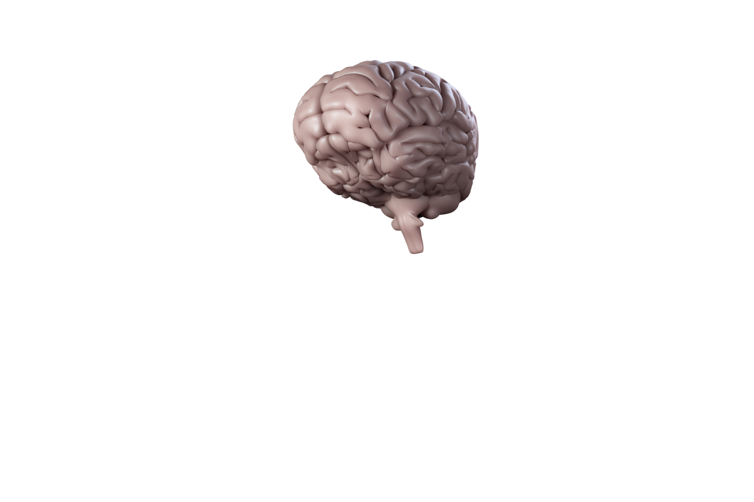 Transparent Background Illustration of Grey Human Brain - Download Free Stock Images Pikwizard.com