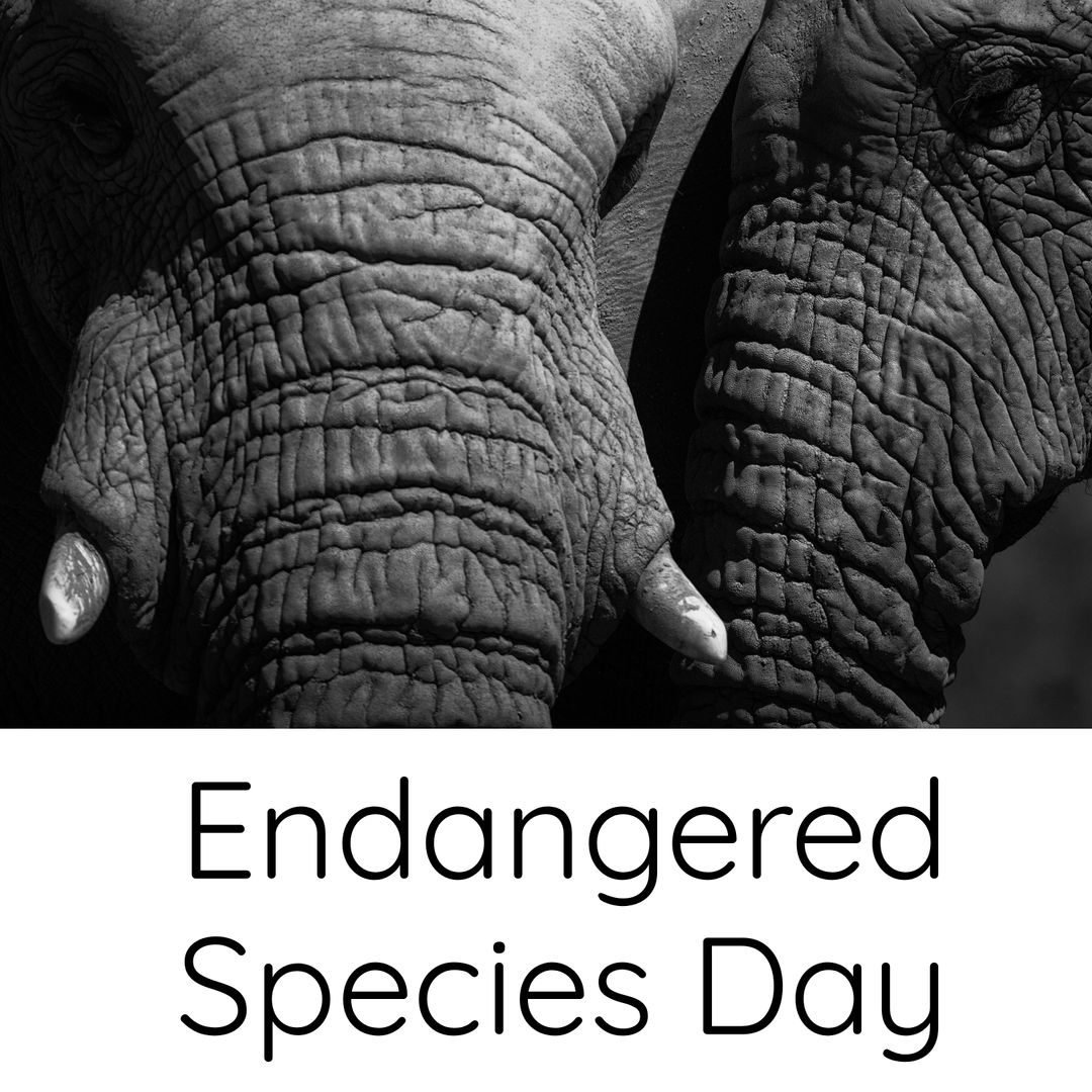 Elephants in Black and White Highlighted for Endangered Species Day