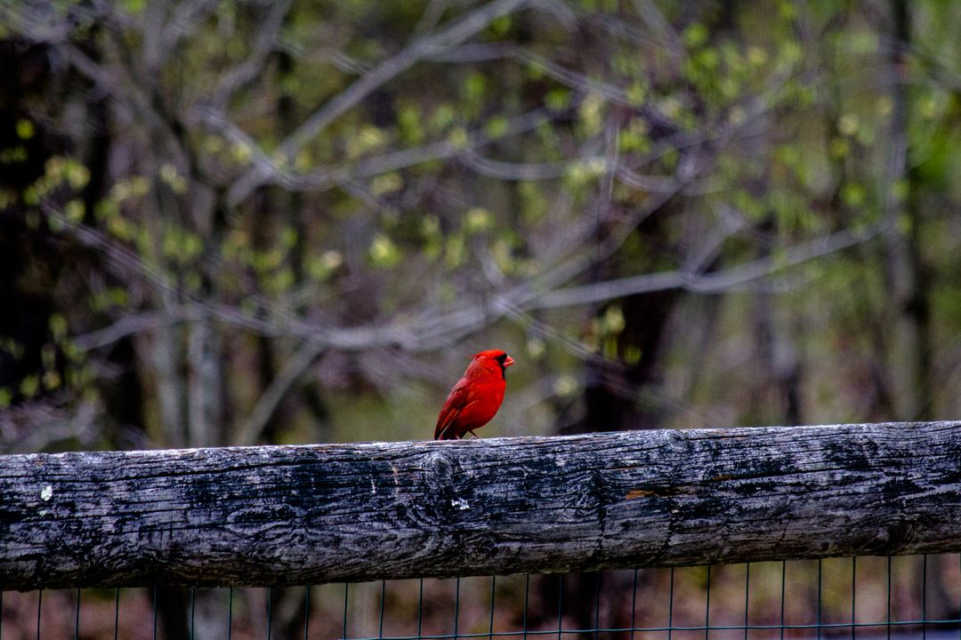 Vibrant Red Cardinal Perched on Wooden Fence in Natural Setting - Free Images, Stock Photos and Pictures on Pikwizard.com