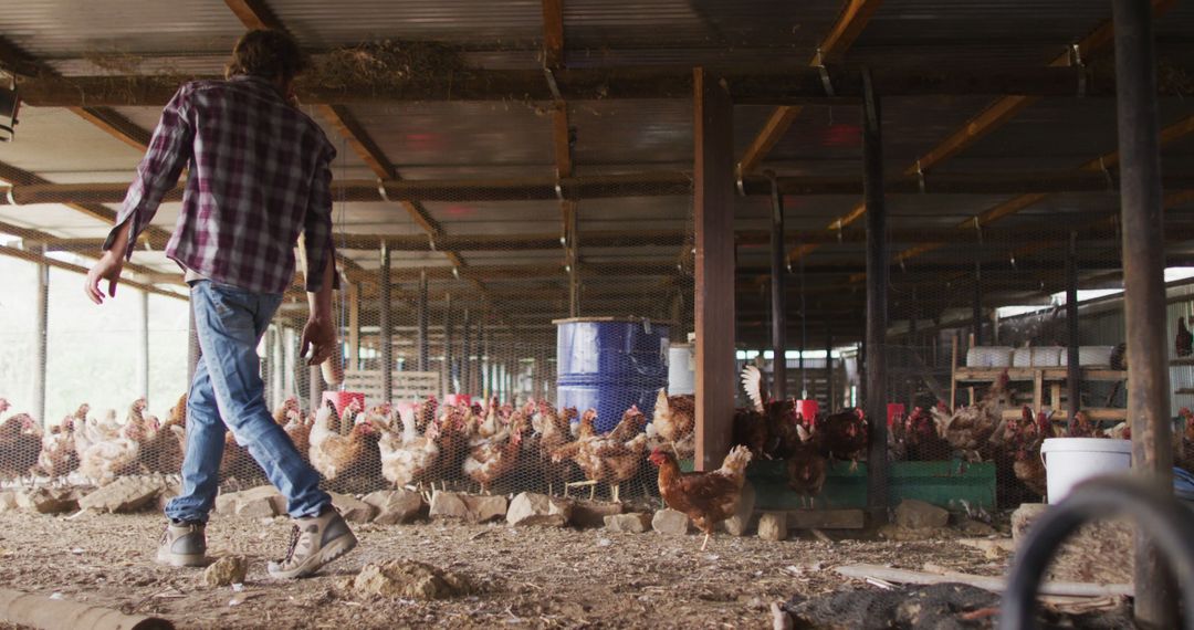 Farmer Feeding Chickens in Poultry Farm Barn with Content Walk - Free Images, Stock Photos and Pictures on Pikwizard.com