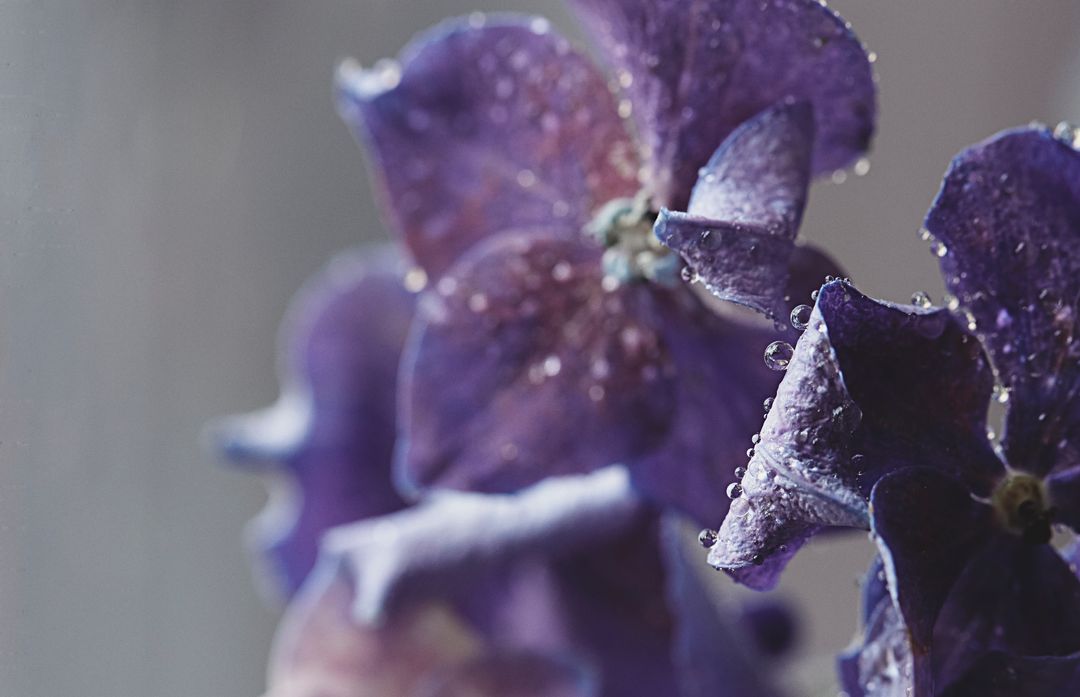Purple hydrangea petals sparkling with dew drops macro close-up for floral backgrounds