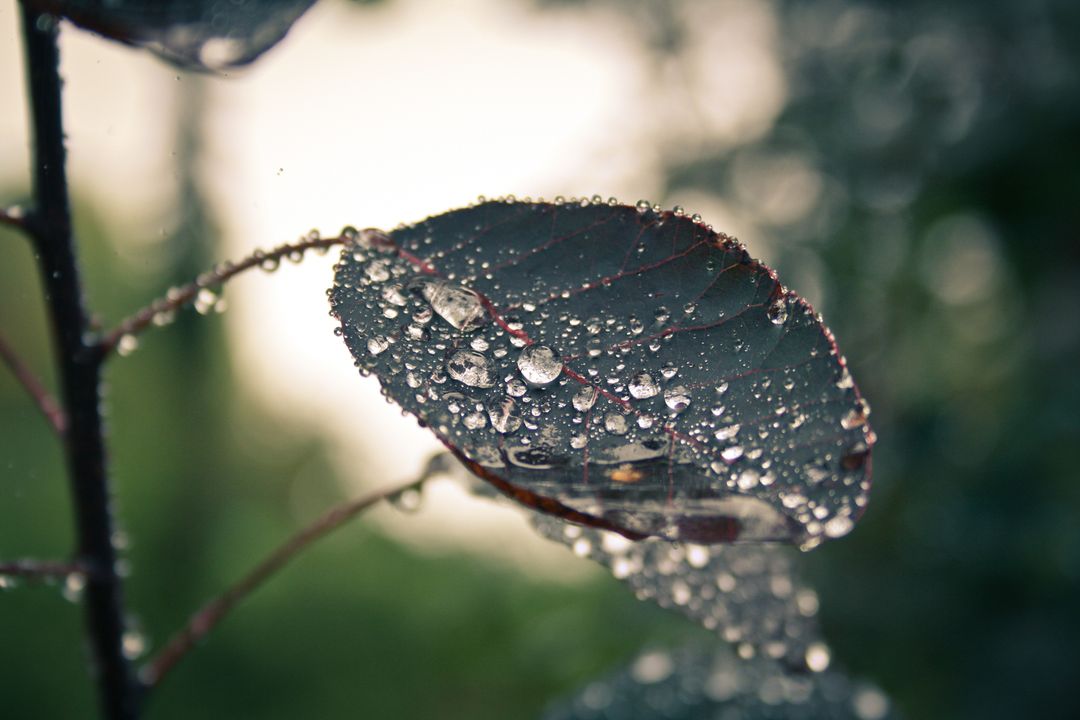 Close-Up of Leaves with Dew Drops in a Natural Setting - Free Images, Stock Photos and Pictures on Pikwizard.com