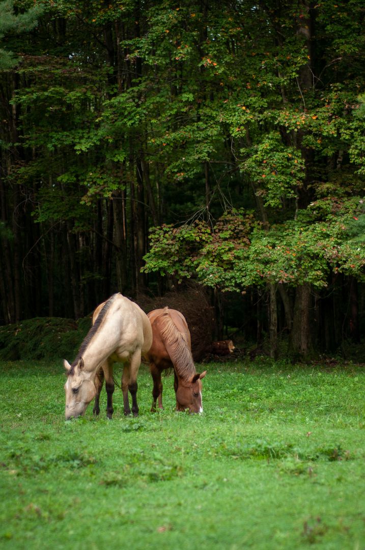 Two Horses Grazing in Lush Green Meadow by Forest Edge with Autumn Foliage