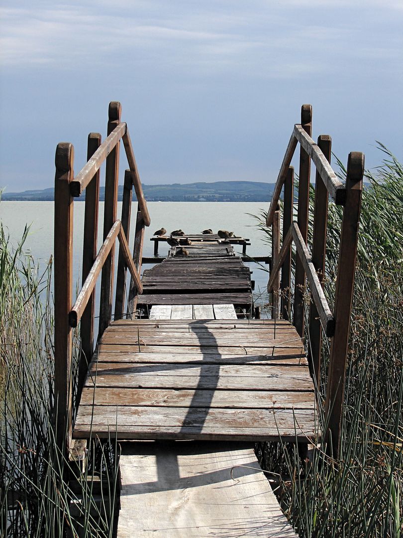 Old Wooden Dock Leading to Calm Lake with Emerging Rails - Free Images, Stock Photos and Pictures on Pikwizard.com
