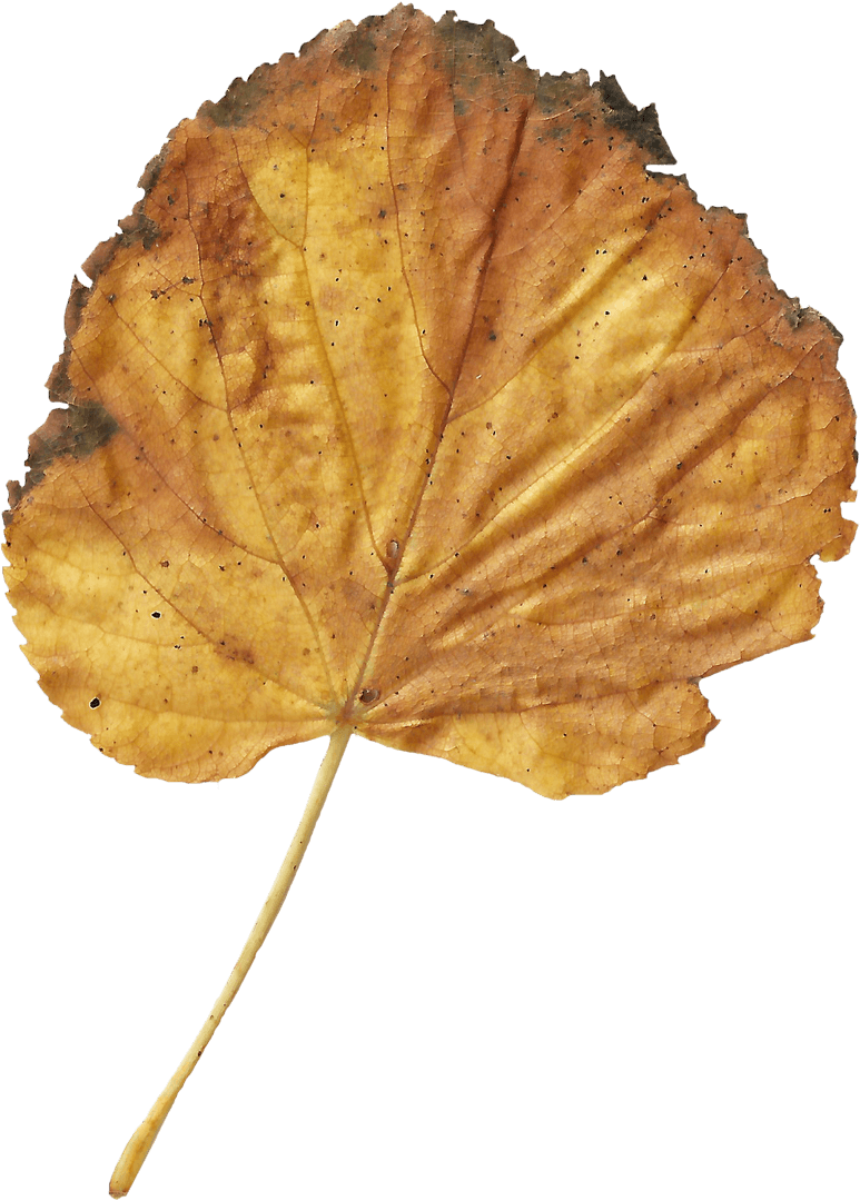 Autumn Leaf Isolated on Transparent Background for Nature Design - Download Free Stock Images Pikwizard.com
