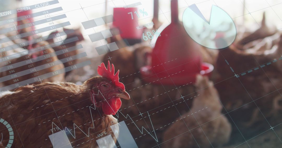 Integrating Technology and Agriculture: Digital Systems on Poultry Farms