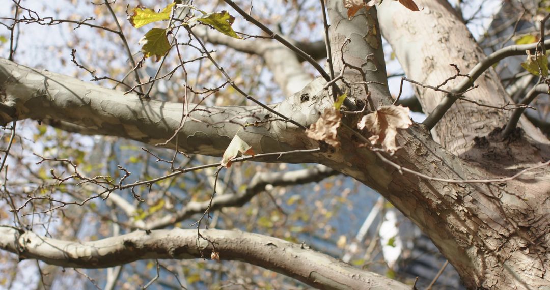 Sycamore trunk showing peeling bark and crossing branches, budding leaves in urban park