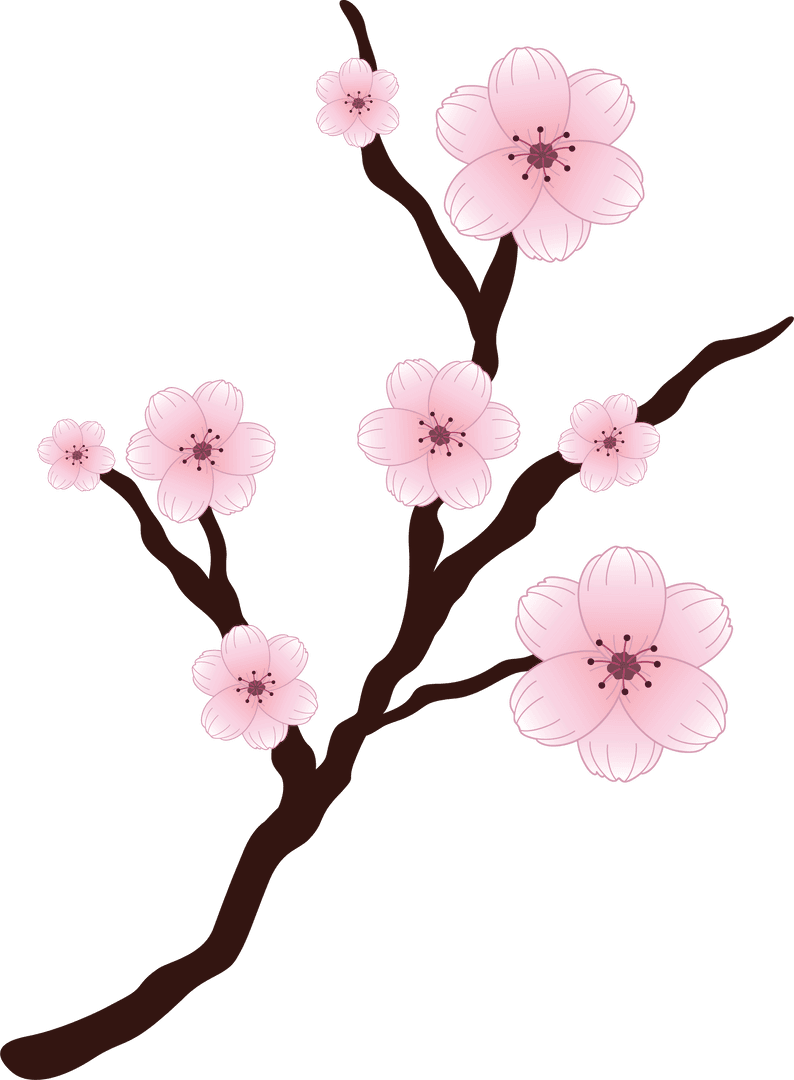 Transparent Spring Cherry Blossom Branch Illustration with Pink Flowers