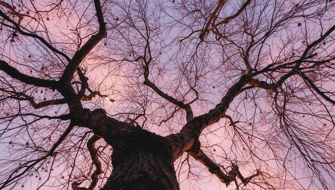 Bare Tree Branches Against Pastel Dawn Sky
