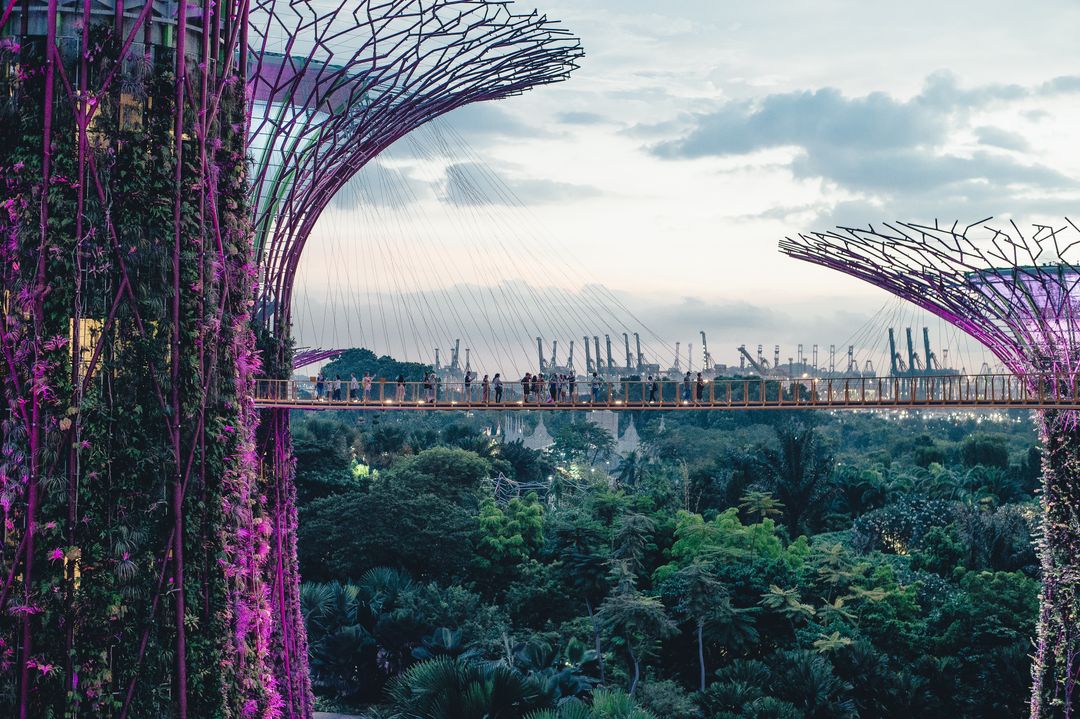 Elevated Walkways Among Iconic Supertrees at Twilight