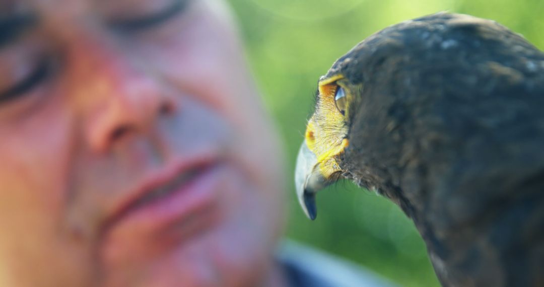 Close-Up of Man Interacting with Majestic Hawk in Nature - Free Images, Stock Photos and Pictures on Pikwizard.com