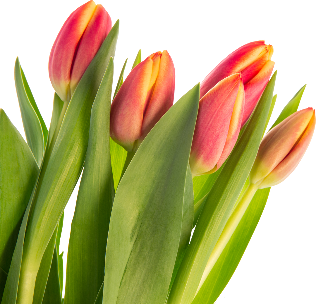 Transparent Bunch of Fresh Yellow and Red Spring Tulips - Download Free Stock Images Pikwizard.com