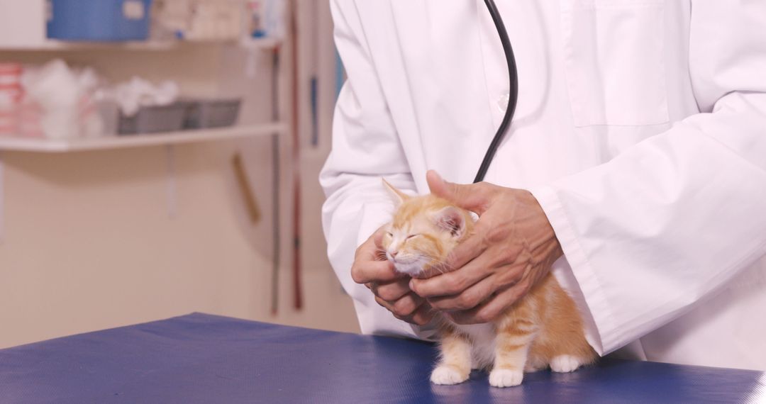 Veterinarian Examining Small Orange Kitten in Clinic - Free Images, Stock Photos and Pictures on Pikwizard.com