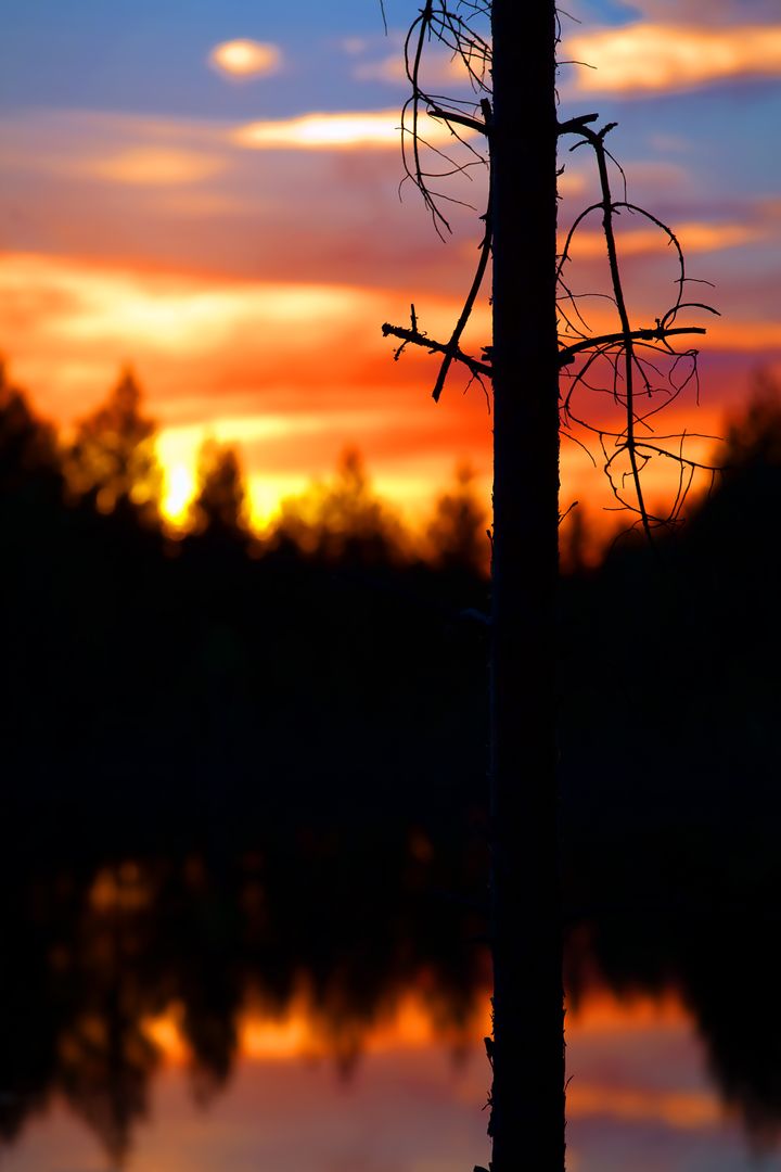Vibrant Sunset Silhouetting Tree by Lake with Reflective Calm Water - Free Images, Stock Photos and Pictures on Pikwizard.com