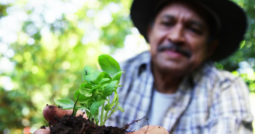 Senior Man Holding Young Basil Plant in Garden - Free Images, Stock Photos and Pictures on Pikwizard.com