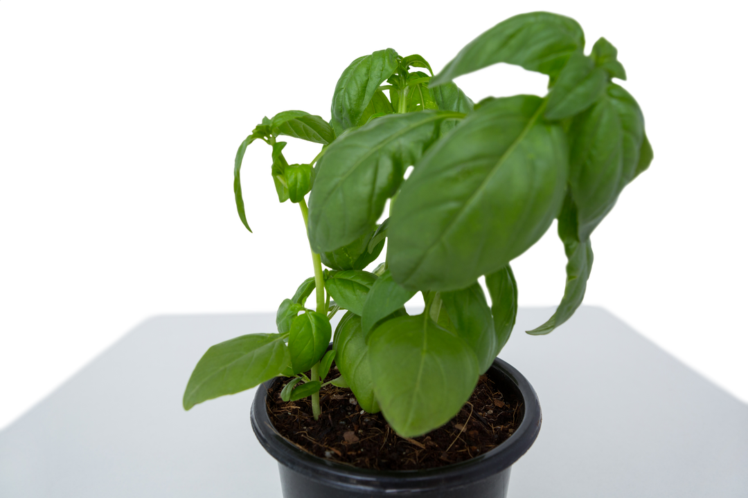 Transparent Background Pot of Basil Plant Fresh Green Leaves - Download Free Stock Images Pikwizard.com