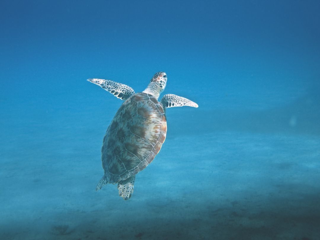 Sea Turtle Swimming Underwater in Blue Ocean - Free Images, Stock Photos and Pictures on Pikwizard.com
