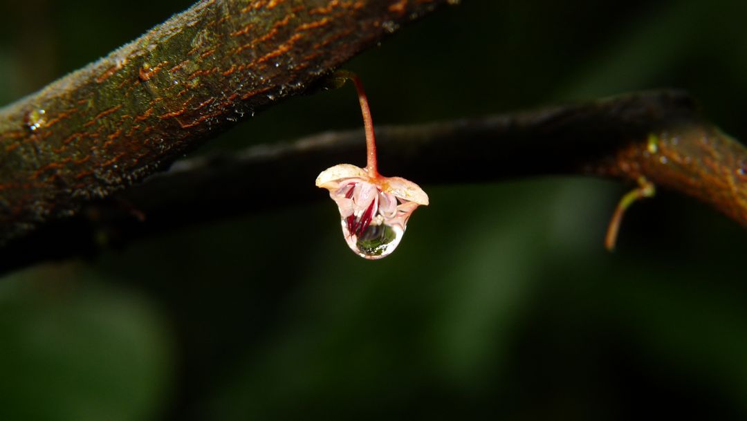 Close-up of Tiny Flower with Dew Drop Hanging from Branch - Free Images, Stock Photos and Pictures on Pikwizard.com