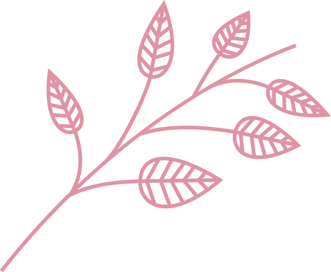 Stylized Pink Botanical Branch Outlines on Transparent Background