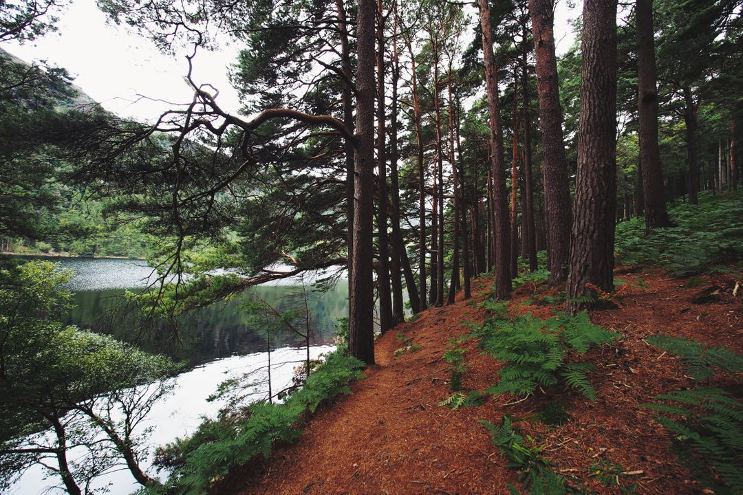 Scenic Forest Trail by Serene Lake - Free Images, Stock Photos and Pictures on Pikwizard.com